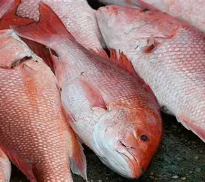 Fish and Aquatic