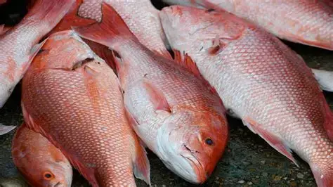 Fish and Aquatic